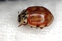 Harmonia quadripunctata