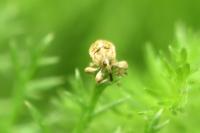 Coryssomerus capucinus