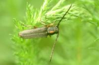Phytoecia pustulata