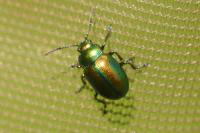Chrysolina fastuosa