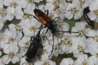 Stenurella bifasciata