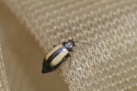 Calomicrus circumfusus