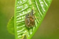 Phyllobius oblongus