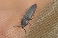 Cidnopus pilosus