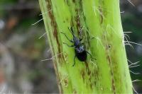 Aspidapion