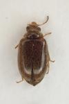 Contacyphon coarctatus
