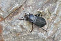 Necrodes littoralis