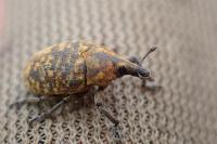 Larinus turbinatus