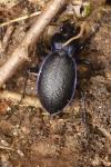 Carabus problematicus