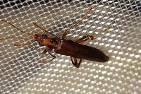 Oedemera femoralis