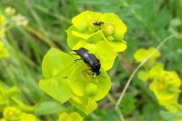 Variimorda