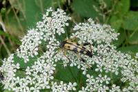 Rutpela maculata