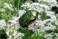 Cetonia aurata