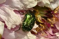 Cetonia aurata