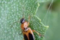 Badister bullatus