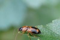 Badister bullatus