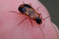 Badister bullatus