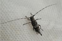 Acanthocinus griseus