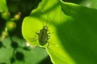 Oedemera