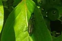 Oedemera