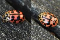 Oenopia conglobata