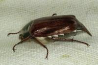 Melolontha melolontha