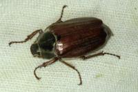 Melolontha melolontha