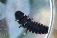Lampyris noctiluca
