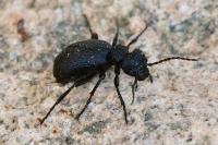 Eurymeloe rugosus