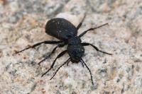Eurymeloe rugosus