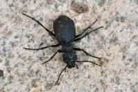 Eurymeloe rugosus