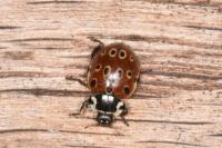 Anatis ocellata