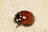 Anatis ocellata