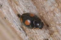 Platynaspis luteorubra