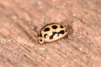 Tytthaspis sedecimpunctata