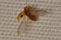 Coccidula scutellata