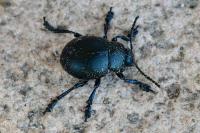 Timarcha goettingensis