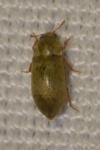 Byturus tomentosus