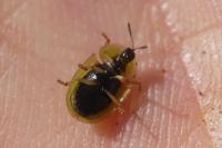 Cassida rufovirens