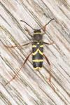 Clytus arietis