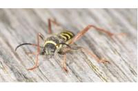 Clytus arietis