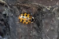 Harmonia axyridis
