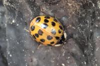 Harmonia axyridis
