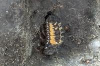Harmonia axyridis