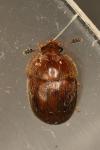 Cychramus luteus