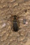 Grammoptera ruficornis