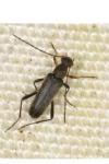 Grammoptera ruficornis