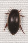 Ilybius fuliginosus