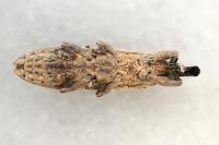 Lixus juncii