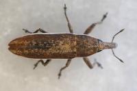Lixus juncii